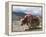 Decorated Yak, Turquoise Lake, Tibet, China-Ethel Davies-Framed Premier Image Canvas