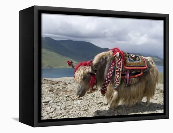 Decorated Yak, Turquoise Lake, Tibet, China-Ethel Davies-Framed Premier Image Canvas