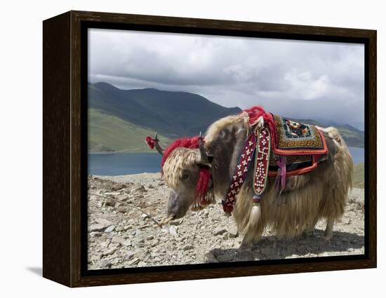 Decorated Yak, Turquoise Lake, Tibet, China-Ethel Davies-Framed Premier Image Canvas