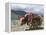 Decorated Yak, Turquoise Lake, Tibet, China-Ethel Davies-Framed Premier Image Canvas