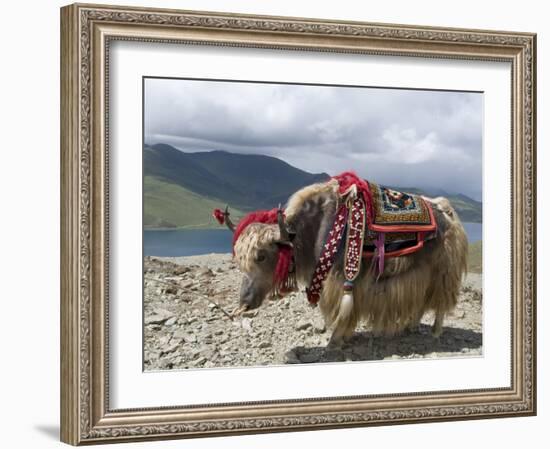 Decorated Yak, Turquoise Lake, Tibet, China-Ethel Davies-Framed Photographic Print