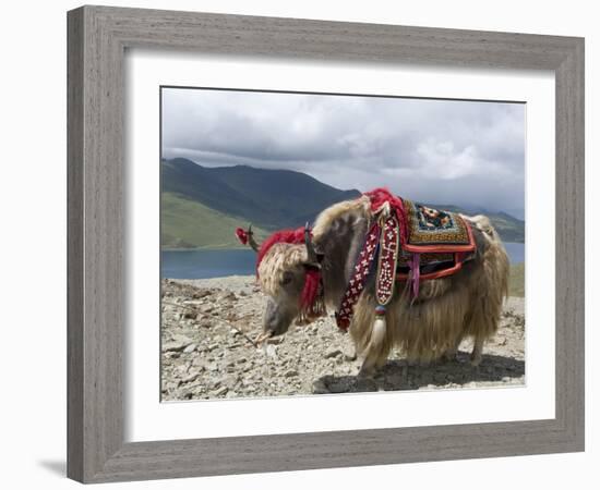 Decorated Yak, Turquoise Lake, Tibet, China-Ethel Davies-Framed Photographic Print