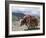 Decorated Yak, Turquoise Lake, Tibet, China-Ethel Davies-Framed Photographic Print