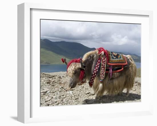 Decorated Yak, Turquoise Lake, Tibet, China-Ethel Davies-Framed Photographic Print