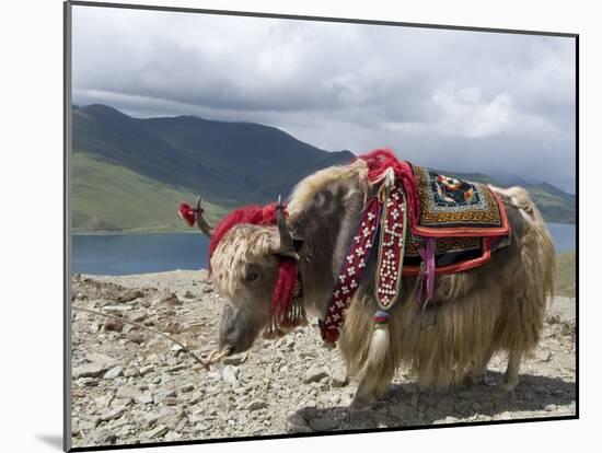 Decorated Yak, Turquoise Lake, Tibet, China-Ethel Davies-Mounted Photographic Print