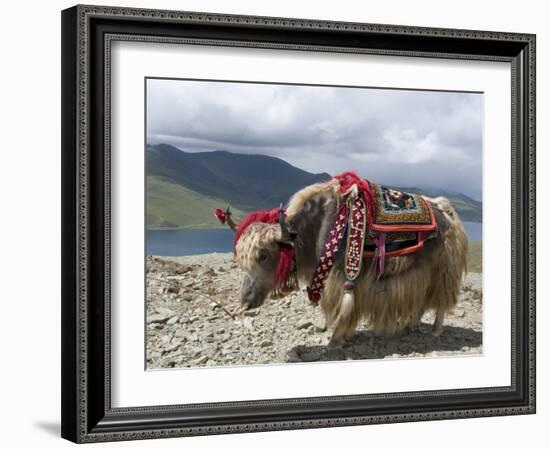 Decorated Yak, Turquoise Lake, Tibet, China-Ethel Davies-Framed Photographic Print