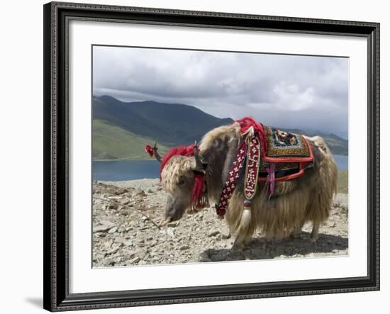 Decorated Yak, Turquoise Lake, Tibet, China-Ethel Davies-Framed Photographic Print