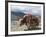 Decorated Yak, Turquoise Lake, Tibet, China-Ethel Davies-Framed Photographic Print