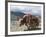 Decorated Yak, Turquoise Lake, Tibet, China-Ethel Davies-Framed Photographic Print