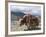 Decorated Yak, Turquoise Lake, Tibet, China-Ethel Davies-Framed Photographic Print