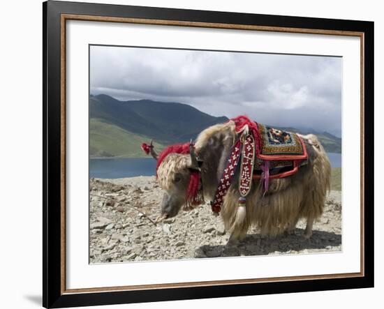 Decorated Yak, Turquoise Lake, Tibet, China-Ethel Davies-Framed Photographic Print