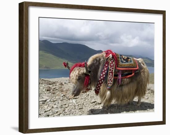 Decorated Yak, Turquoise Lake, Tibet, China-Ethel Davies-Framed Photographic Print