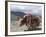 Decorated Yak, Turquoise Lake, Tibet, China-Ethel Davies-Framed Photographic Print