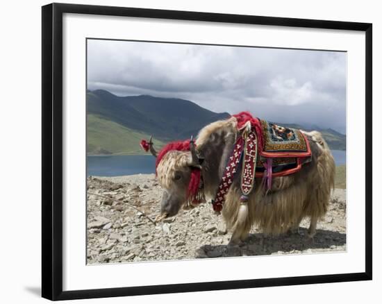 Decorated Yak, Turquoise Lake, Tibet, China-Ethel Davies-Framed Photographic Print