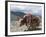 Decorated Yak, Turquoise Lake, Tibet, China-Ethel Davies-Framed Photographic Print