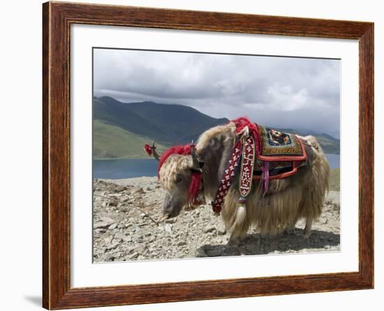 Decorated Yak, Turquoise Lake, Tibet, China-Ethel Davies-Framed Photographic Print