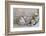 Decoration, White, Window Frames, 'Dream', Candles, Bowls, Mussels, Stones, Heart-Andrea Haase-Framed Photographic Print