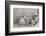 Decoration, White, Window Frames, 'Dream', Candles, Bowls, Mussels, Stones, Heart-Andrea Haase-Framed Photographic Print