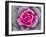 Decorative Cabbage Background-snowturtle-Framed Photographic Print