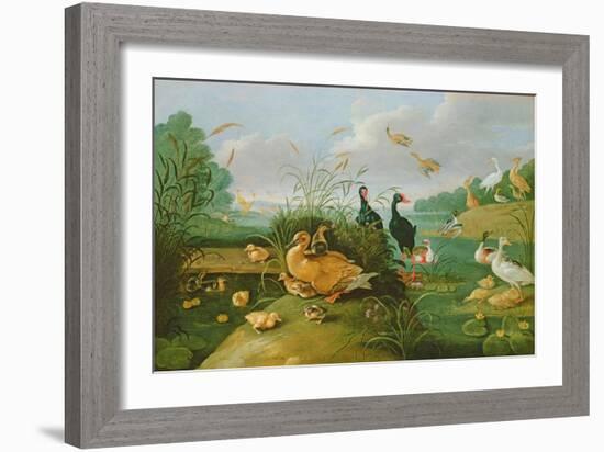Decorative Fowl and Ducklings-Jan van Kessel the Elder-Framed Giclee Print