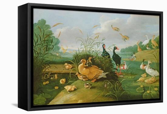 Decorative Fowl and Ducklings-Jan van Kessel the Elder-Framed Premier Image Canvas