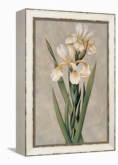 Decorative Irises I-Jill Deveraux-Framed Stretched Canvas