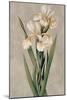 Decorative Irises I-Jill Deveraux-Mounted Art Print