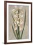 Decorative Irises II-Jill Deveraux-Framed Art Print