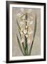 Decorative Irises II-Jill Deveraux-Framed Art Print