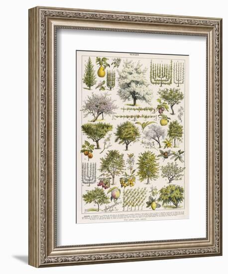 Decorative Page Showing Fruit Trees and Ways to Cultivate Them-null-Framed Photographic Print