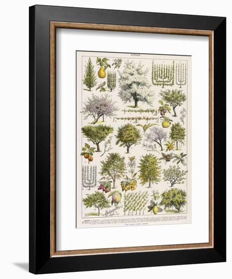 Decorative Page Showing Fruit Trees and Ways to Cultivate Them-null-Framed Photographic Print