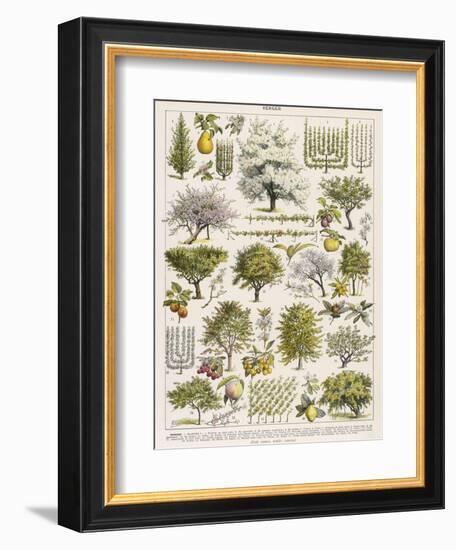 Decorative Page Showing Fruit Trees and Ways to Cultivate Them-null-Framed Photographic Print