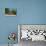 Decorative Potted Plants on Wall, Guanajuato, Mexico-Julie Eggers-Photographic Print displayed on a wall