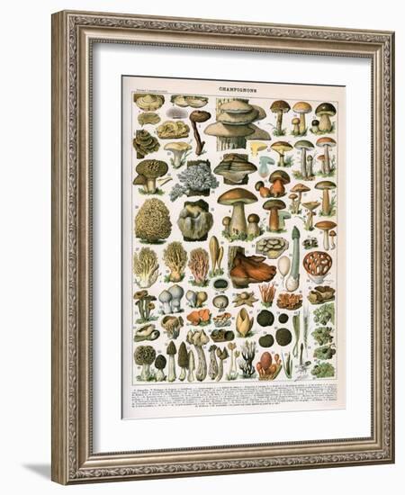 Decorative Print of 'Champignons' by Demoulin, 1897-null-Framed Giclee Print