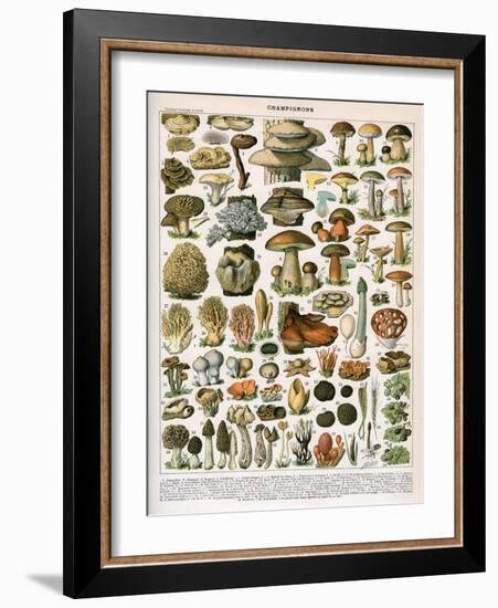 Decorative Print of 'Champignons' by Demoulin, 1897-null-Framed Giclee Print