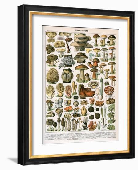 Decorative Print of 'Champignons' by Demoulin, 1897-null-Framed Giclee Print