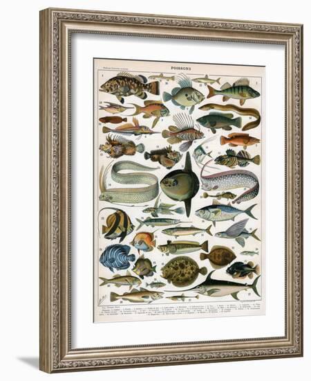 Decorative Print of 'Poissons' by Demoulin, 1897-null-Framed Giclee Print