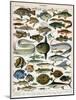 Decorative Print of 'Poissons' by Demoulin, 1897-null-Mounted Giclee Print