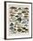 Decorative Print of 'Poissons' by Demoulin, 1897-null-Framed Giclee Print