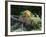 Decorative Wagon and Pumpkin, Ste. Genevieve, Missouri, USA-Walter Bibikow-Framed Photographic Print