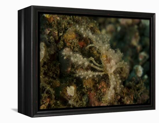 Decorator Crab, Lembeh Strait, Indonesia-Stocktrek Images-Framed Premier Image Canvas