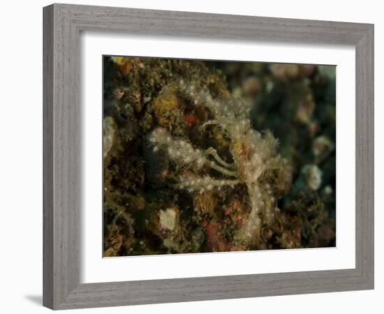 Decorator Crab, Lembeh Strait, Indonesia-Stocktrek Images-Framed Photographic Print