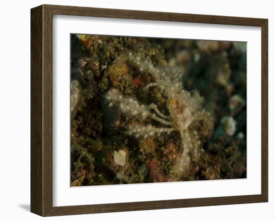 Decorator Crab, Lembeh Strait, Indonesia-Stocktrek Images-Framed Photographic Print