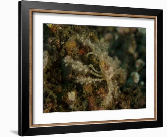 Decorator Crab, Lembeh Strait, Indonesia-Stocktrek Images-Framed Photographic Print