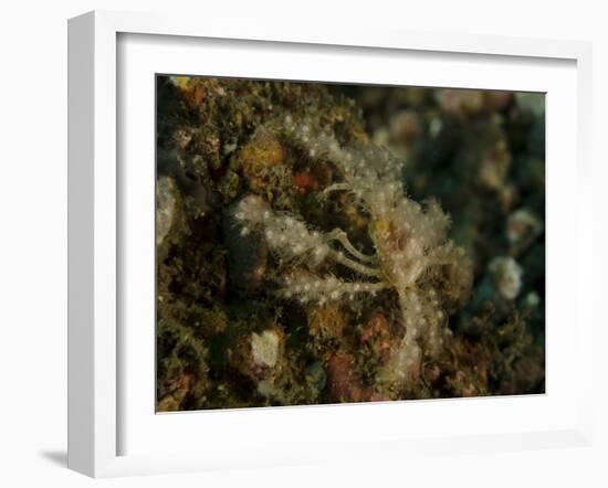Decorator Crab, Lembeh Strait, Indonesia-Stocktrek Images-Framed Photographic Print