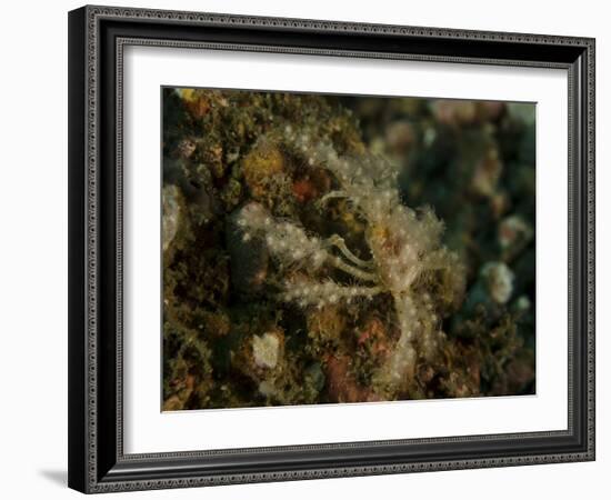 Decorator Crab, Lembeh Strait, Indonesia-Stocktrek Images-Framed Photographic Print