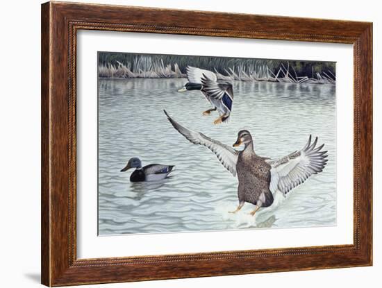 Decoyed Ducks-Rusty Frentner-Framed Giclee Print