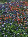 Paintbrush and Bluebonnets, Texas, USA-Dee Ann Pederson-Framed Photographic Print