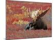 Premium Photographic Print