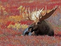 Bull Moose in Denali National Park, Alaska, USA-Dee Ann Pederson-Photographic Print